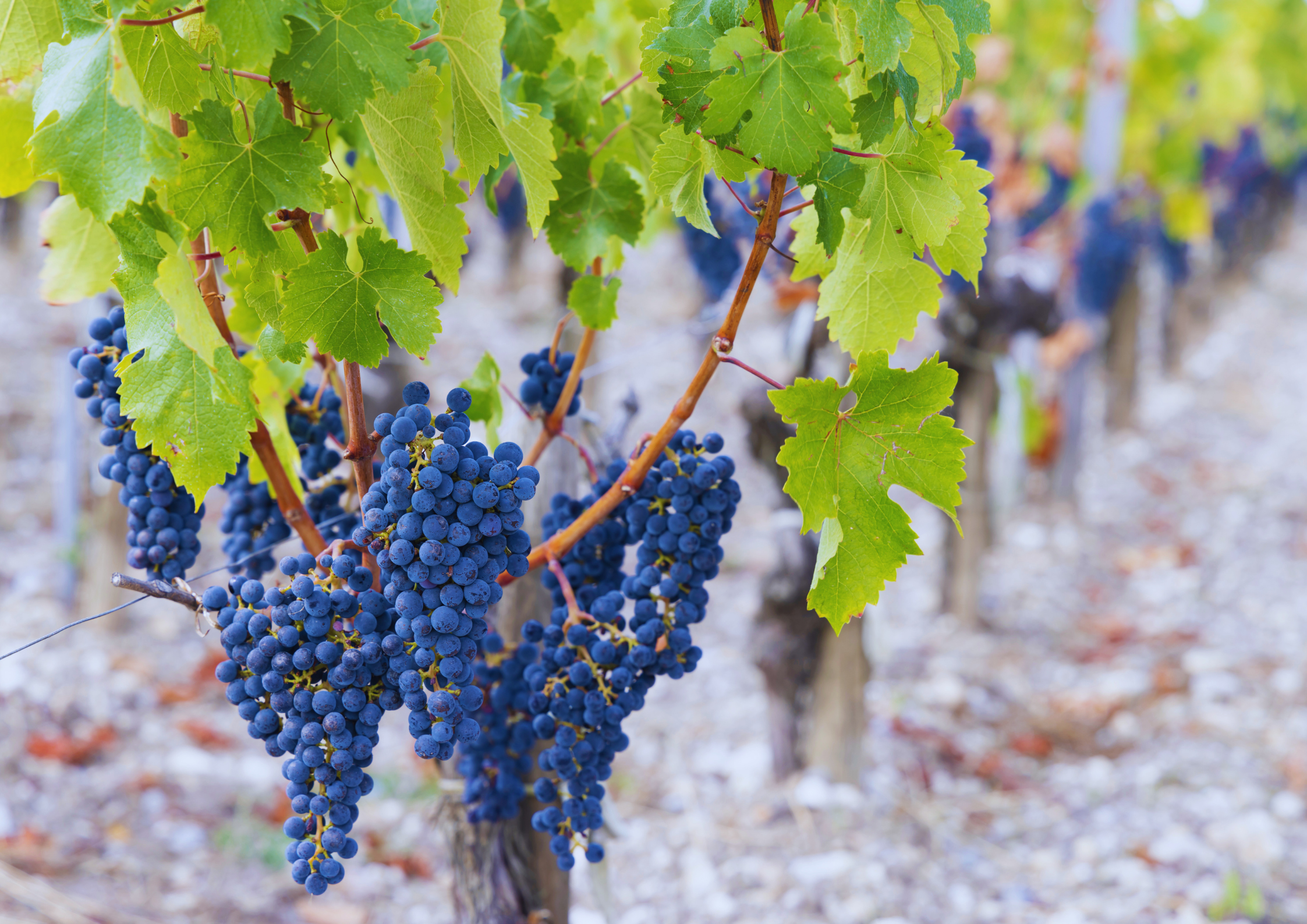 Reife blaue Trauben am Weinstock in einem sonnigen Weinberg