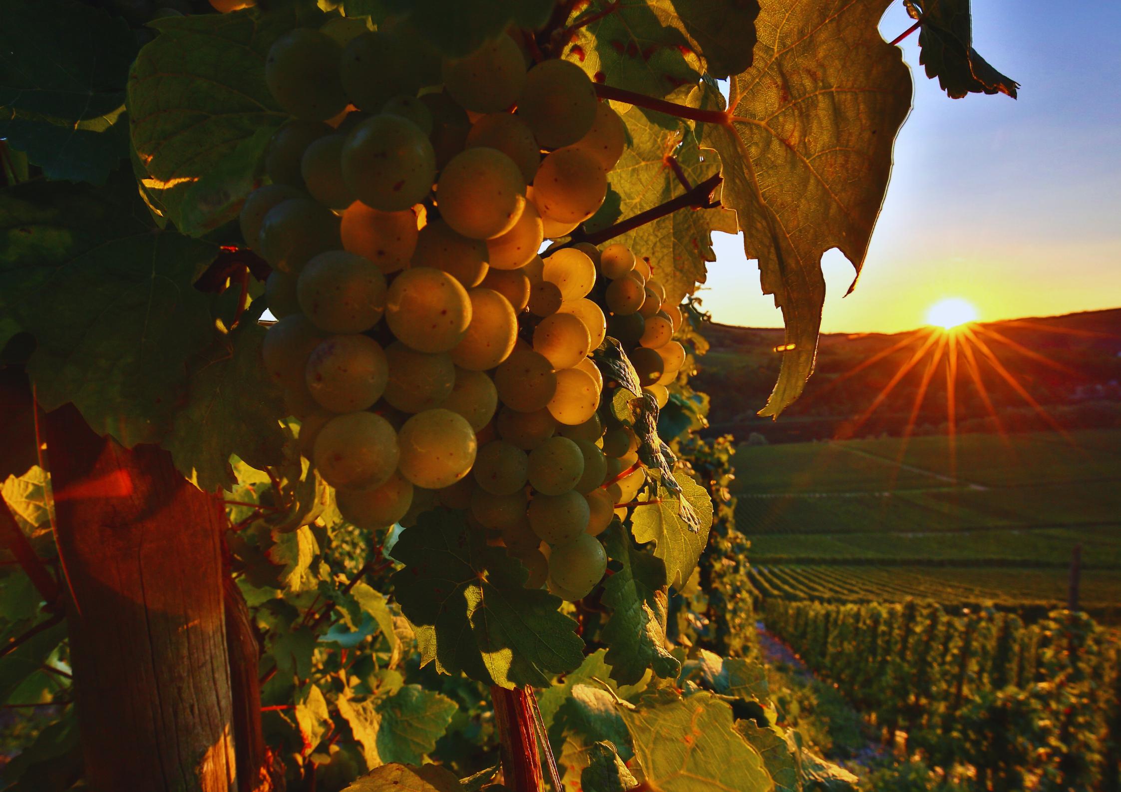 Weintrauben im Sonnenuntergang an einem Weinberghang.
