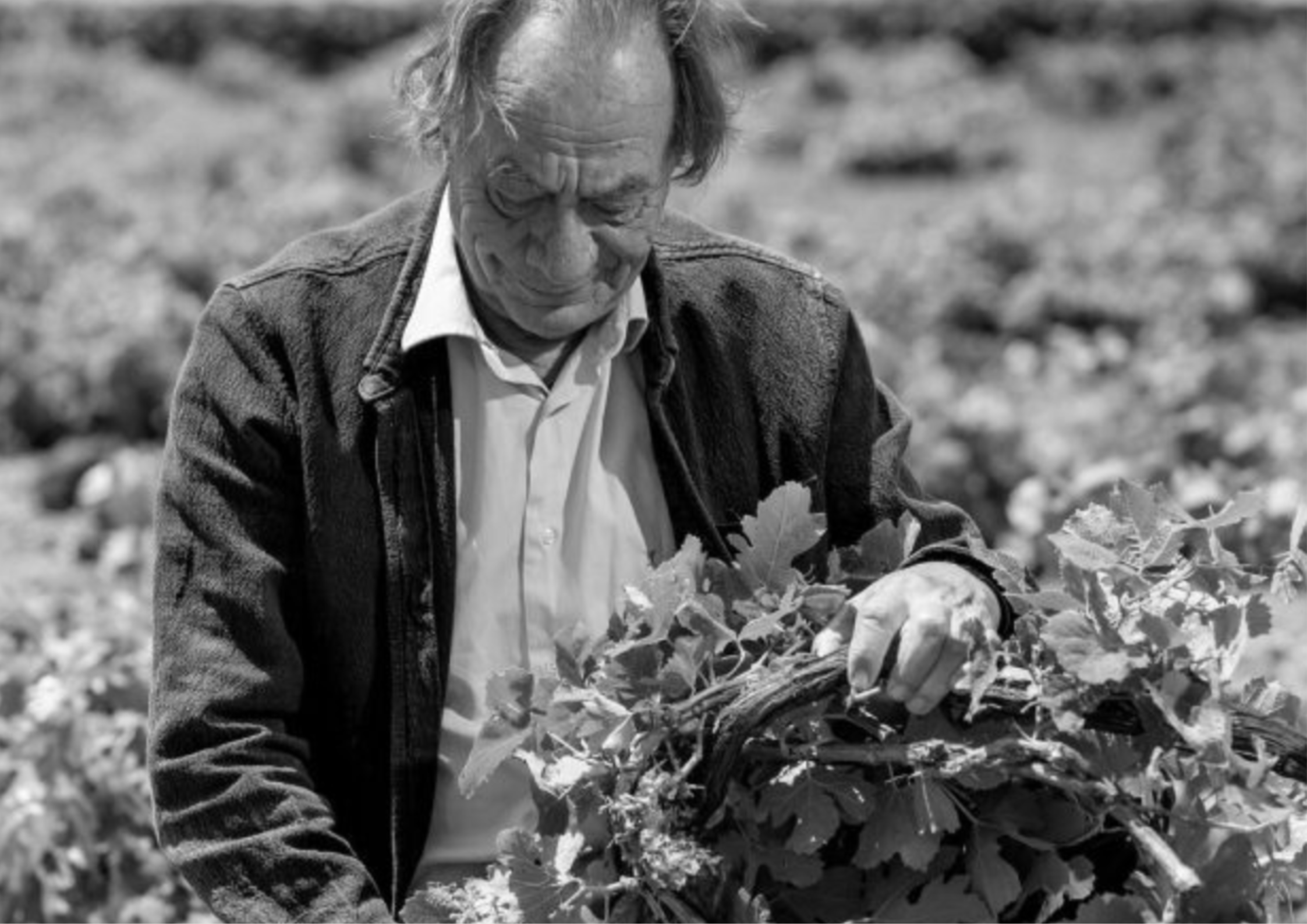 Älterer Mann erntet Reben in einem Weinberg bei Sonnenlicht.
