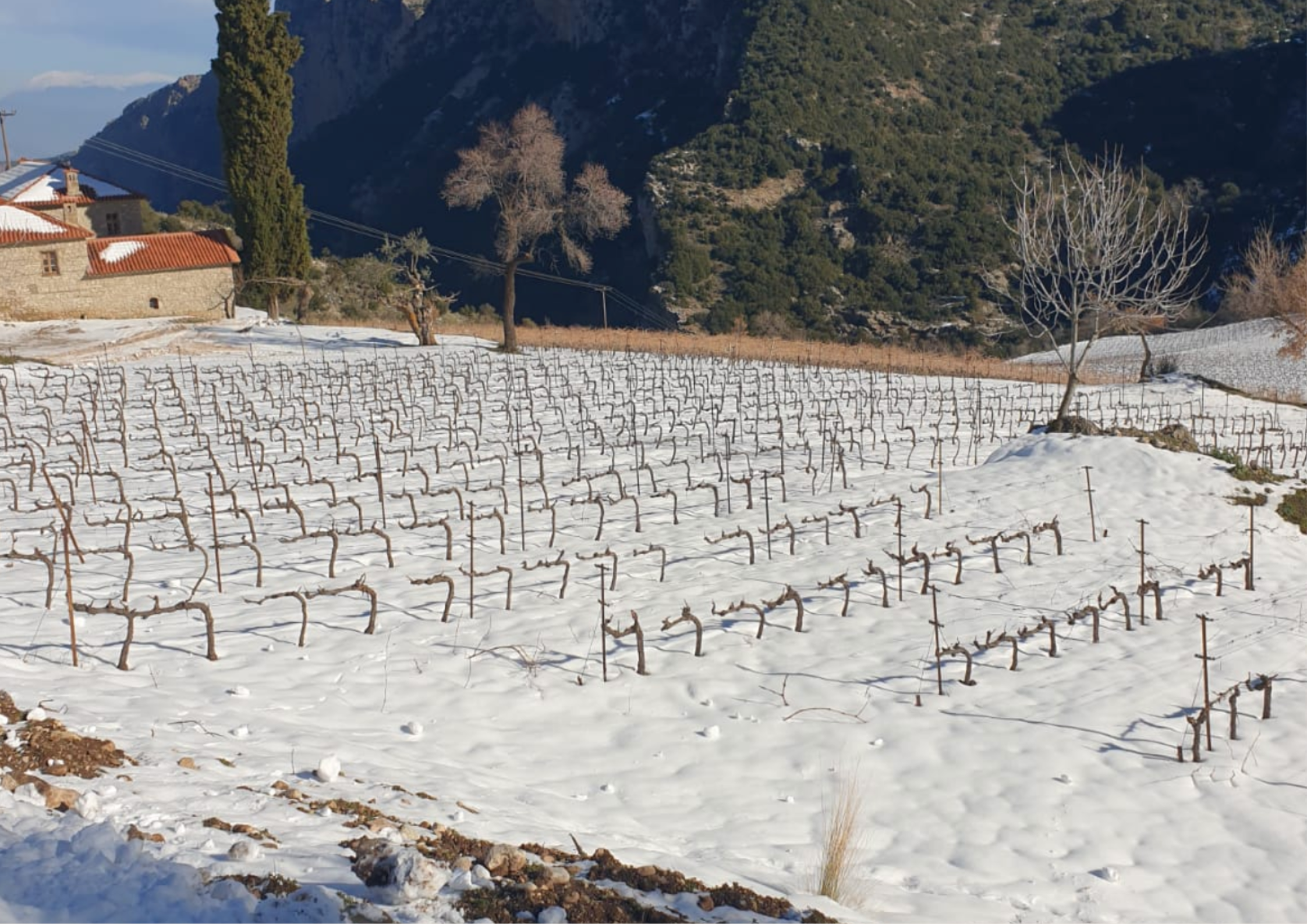 Weinreben im Schnee vor einem Steinhaus in winterlicher Berglandschaft.
