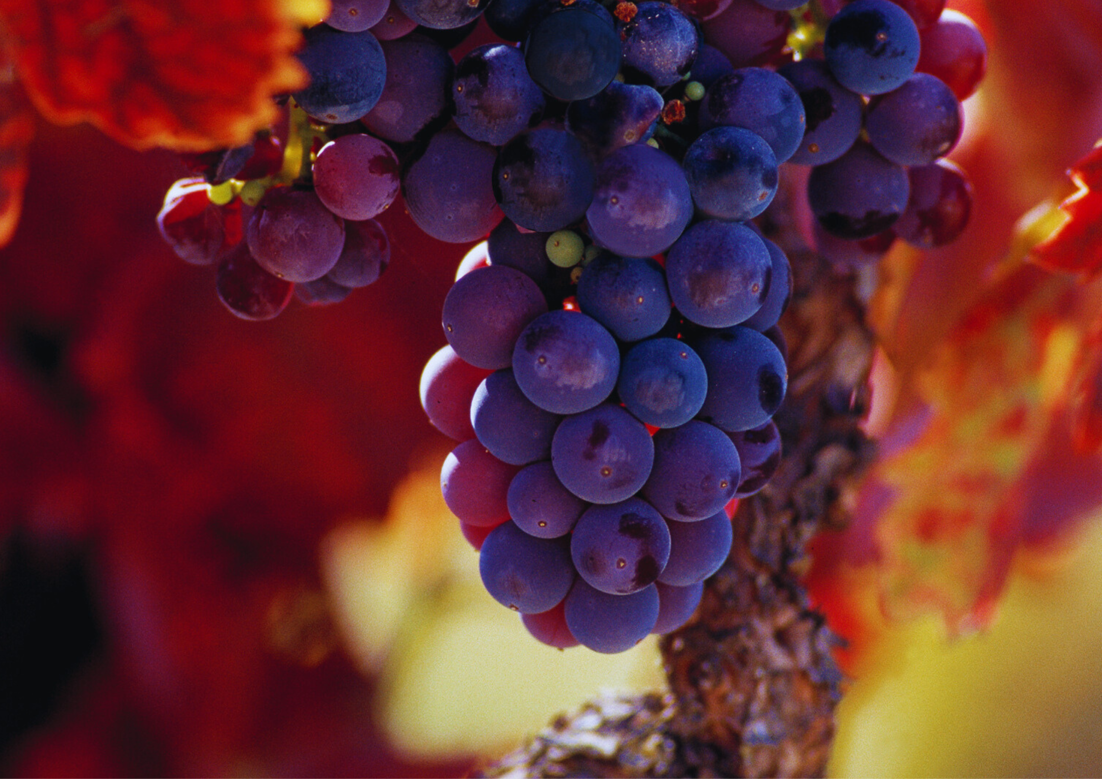 Reife, violette Weintrauben hängen an einem Weinstock vor herbstlich roten Blättern.