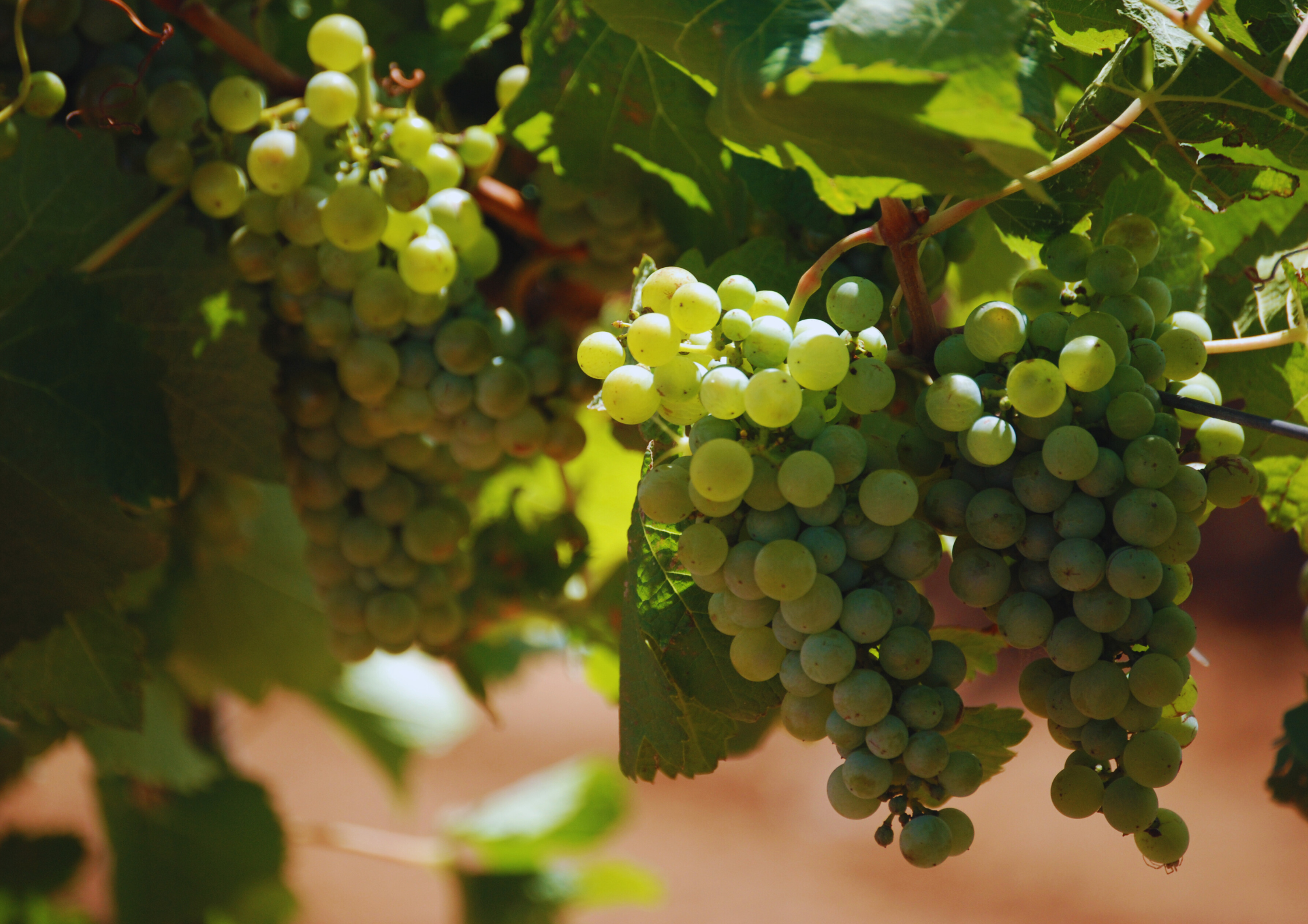 Grüne Weintrauben reifen im Sonnenlicht an einem Weinstock zwischen grünen Blättern.