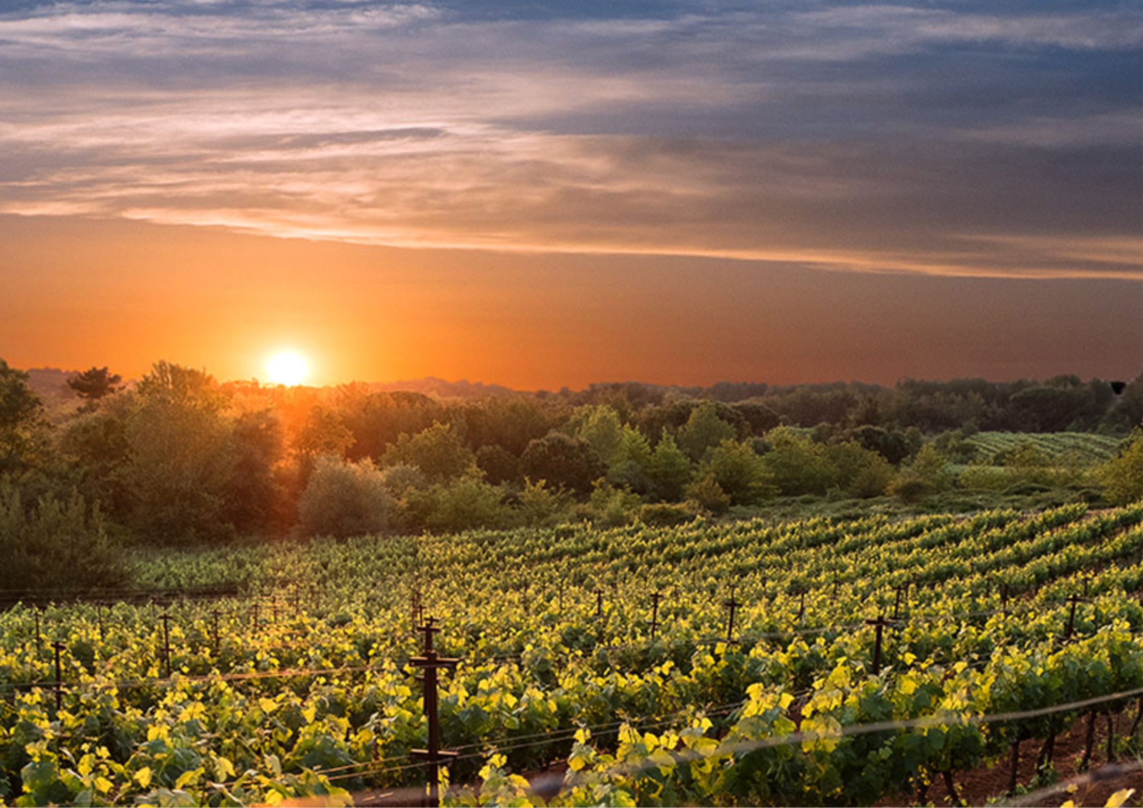 Sonnenuntergang über einem grünen Weinberg am Waldrand im Sommer.