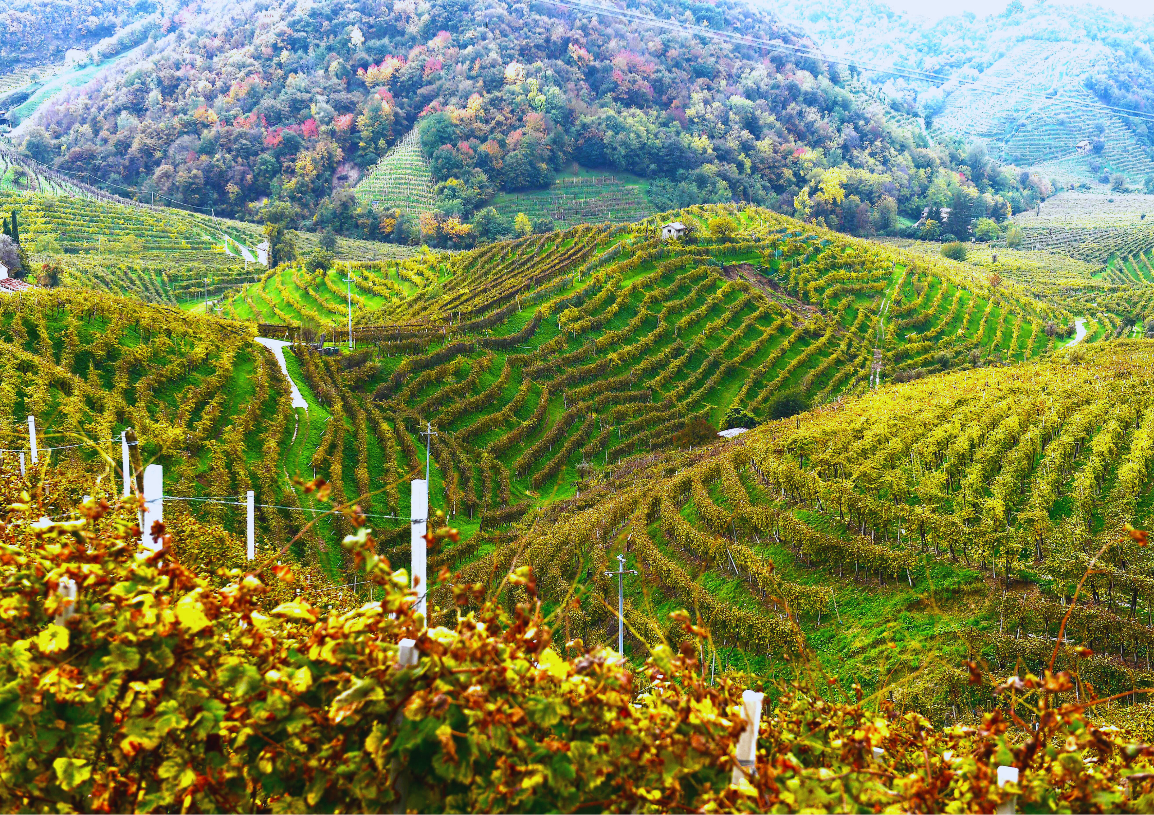 Herbstliche Weinberge auf sanften Hügeln in Norditalien.