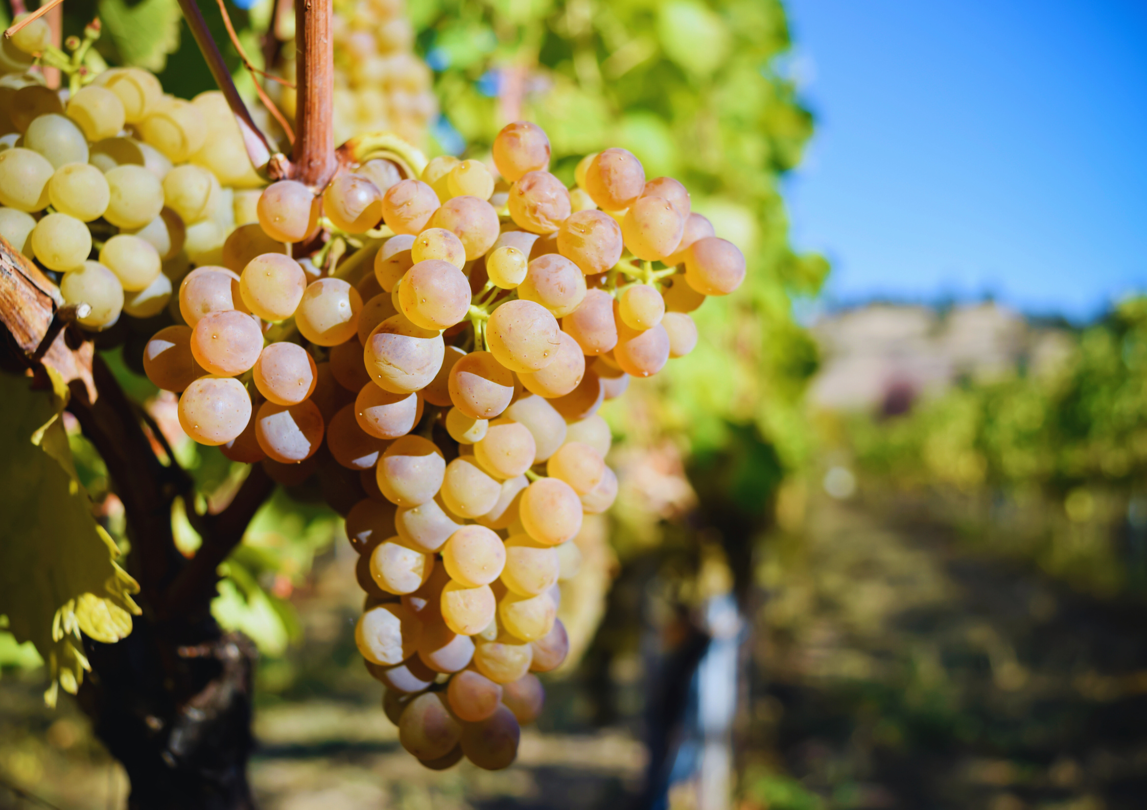 Reife, goldgelbe Weintrauben im Sonnenlicht an einem Weinstock im Weinberg.