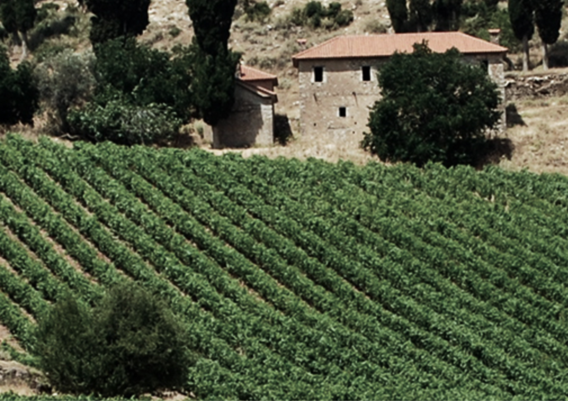 Weinberg vor altem Steinhaus an einem sonnigen Hang mit grüner Rebenreihe.