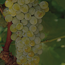 Assyrtiko