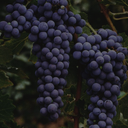 „Reife Cabernet-Sauvignon-Trauben mit dunkelblauen Beeren am Rebstock“