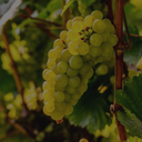 „Reife Chardonnay-Traube mit goldgrünen Beeren am Rebstock“