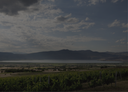 „Weinberge von Amyndeon am See vor einer weitläufigen Berglandschaft“