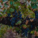 „Reife Malbec-Trauben mit dunkelblauen Beeren an alten Rebstöcken“