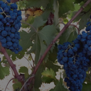 „Reife Mavroudi-Trauben mit dunkelblauen Beeren am Rebstock“