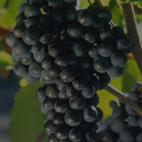 „Reife Merlot-Traube mit dunkelblauen Beeren am Rebstock“