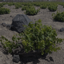 „Weinrebe auf kargem Vulkanboden von Santorini mit dunklem Lavagestein“