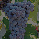 „Reife Moschofilero-Traube mit blaugrauen Beeren am Rebstock“