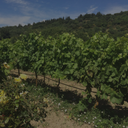 „Weinberg mit grünen Reben vor bewaldeter Hügellandschaft auf Samos“