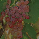 „Reife Roditis-Traube mit rosafarbenen Beeren am Rebstock“