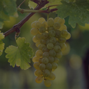 „Reife Sauvignon-Blanc-Traube mit hellgrünen Beeren am Rebstock“