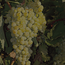 „Reife Savatiano-Traube mit goldgelben Beeren am Rebstock“