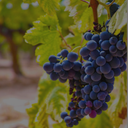 „Reife Syrah-Traube mit dunkelblauen Beeren am Rebstock“