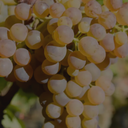„Reife Viognier-Traube mit goldgelben Beeren am Rebstock“