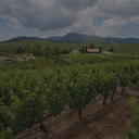 „Weinberge in Attika vor grüner Hügellandschaft und markanten Bergen“