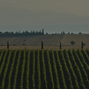 „Weinberge in Epanomi mit Zypressen und Blick auf Meer und Berglandschaft“
