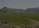 „Weitläufige Weinberge in einem grünen Tal vor einer bergigen Landschaft“