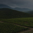 „Weinberge in Naoussa vor bewaldeter Berglandschaft“